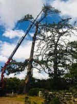 Treemendous Tree Service Limited