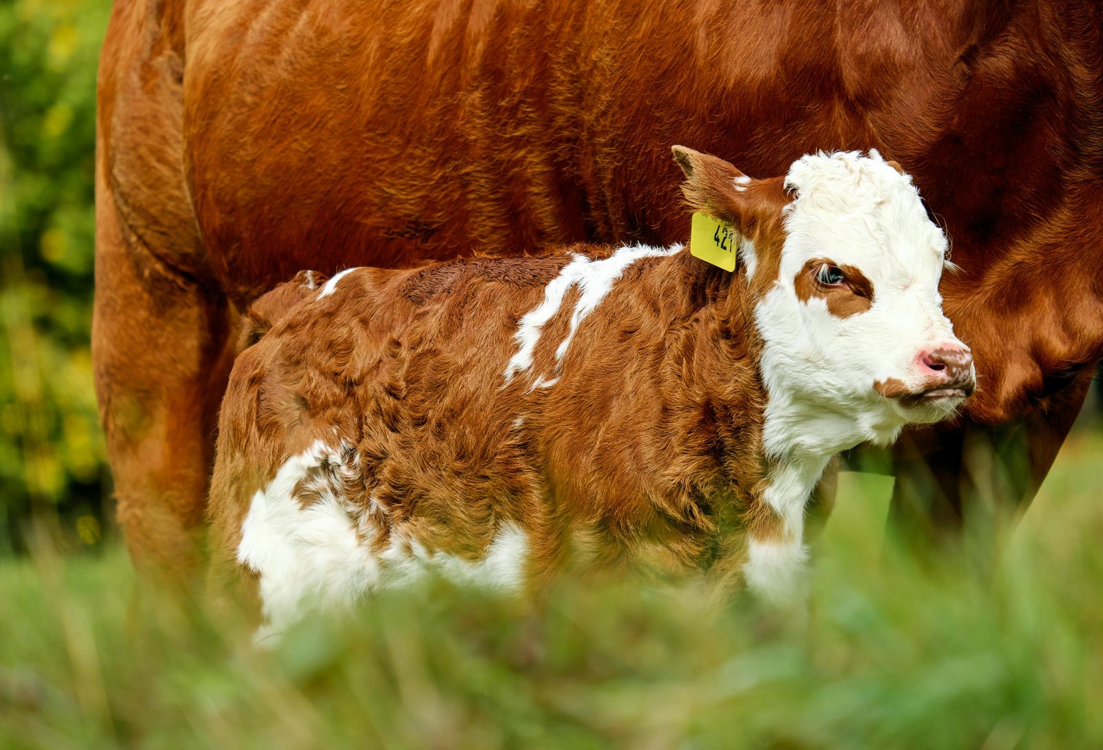 A cute brown and white Hereford calf cuddles up stands next to her dam.