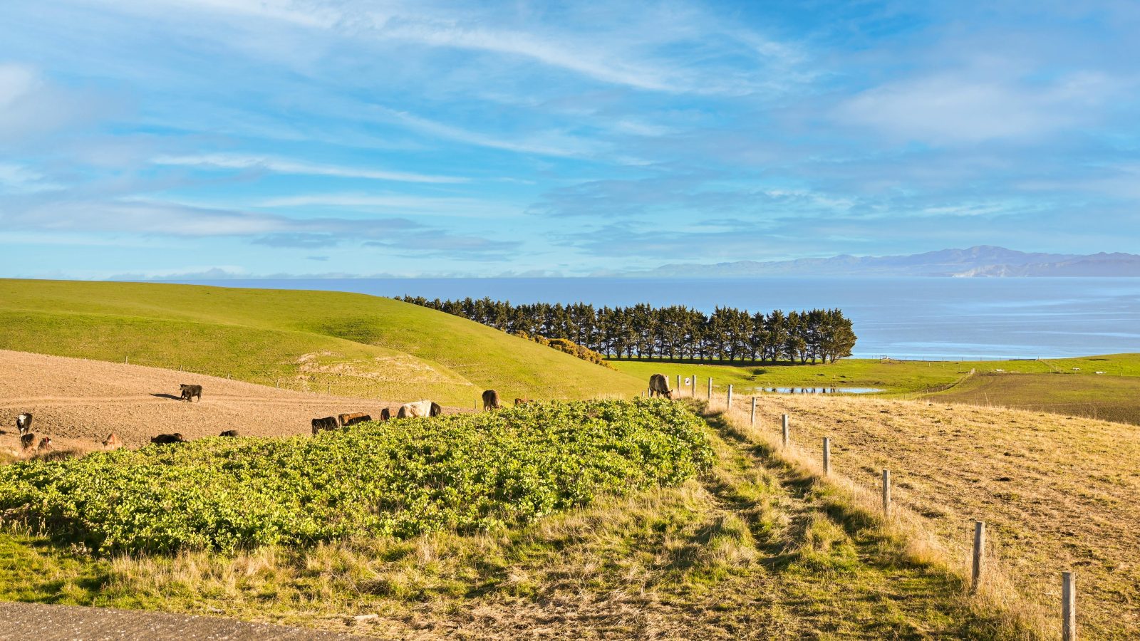 beef cows, likely dairy beef genetics, graze grass in a hilly paddock